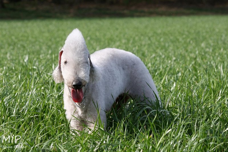 2011-04-02 Aveline Alanna Svet (27).jpg - Arc-en-cie Aveline